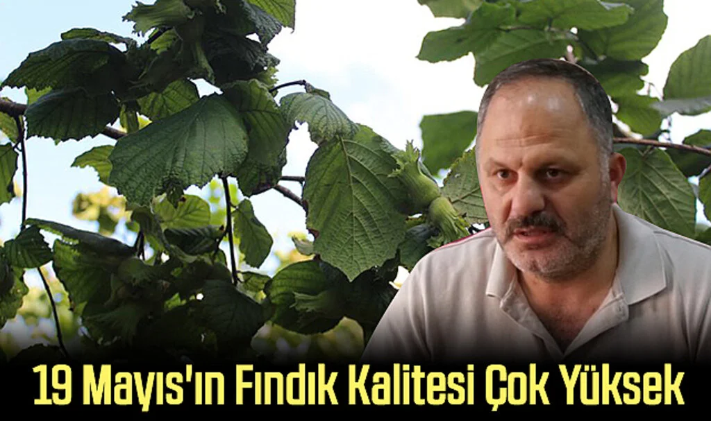 19 Mayıs'ın Fındık Kalitesi Çok Yüksek