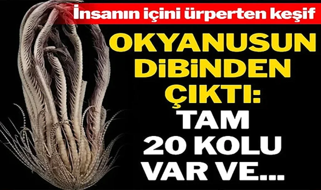 20 Kola Sahip Deniz Canlısı Keşfedildi