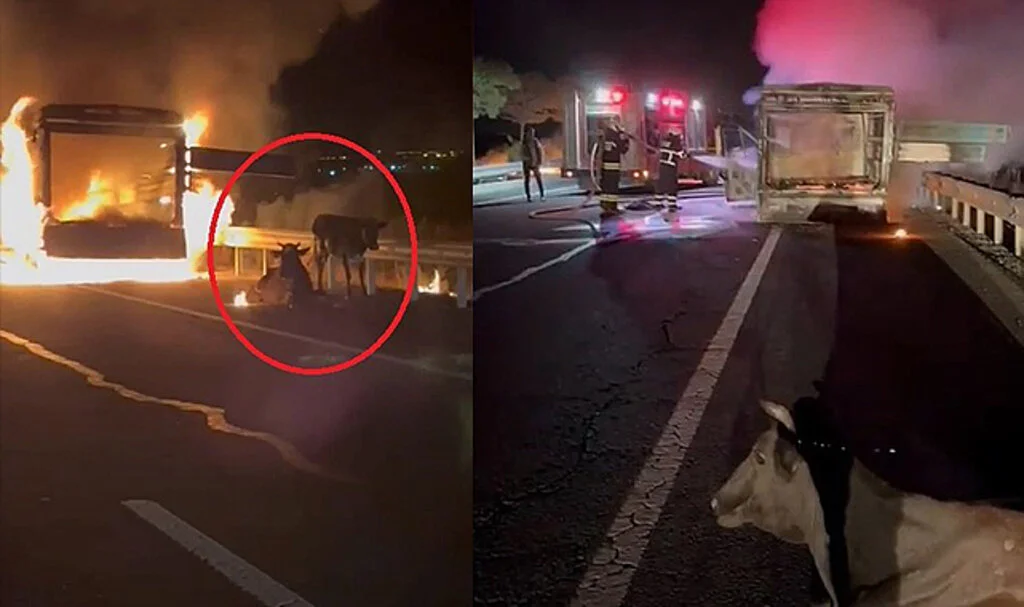 Alev Topuna Dönen Kamyonetin Arkasında İnekler İstifini Bozmadan Oturdu