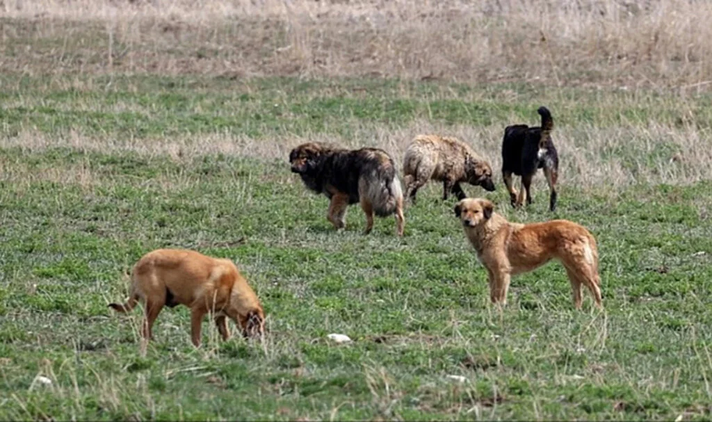 Antalya'da Sahipsiz Köpek Saldırısına Uğrayan Kişi Tazminat Kazandı