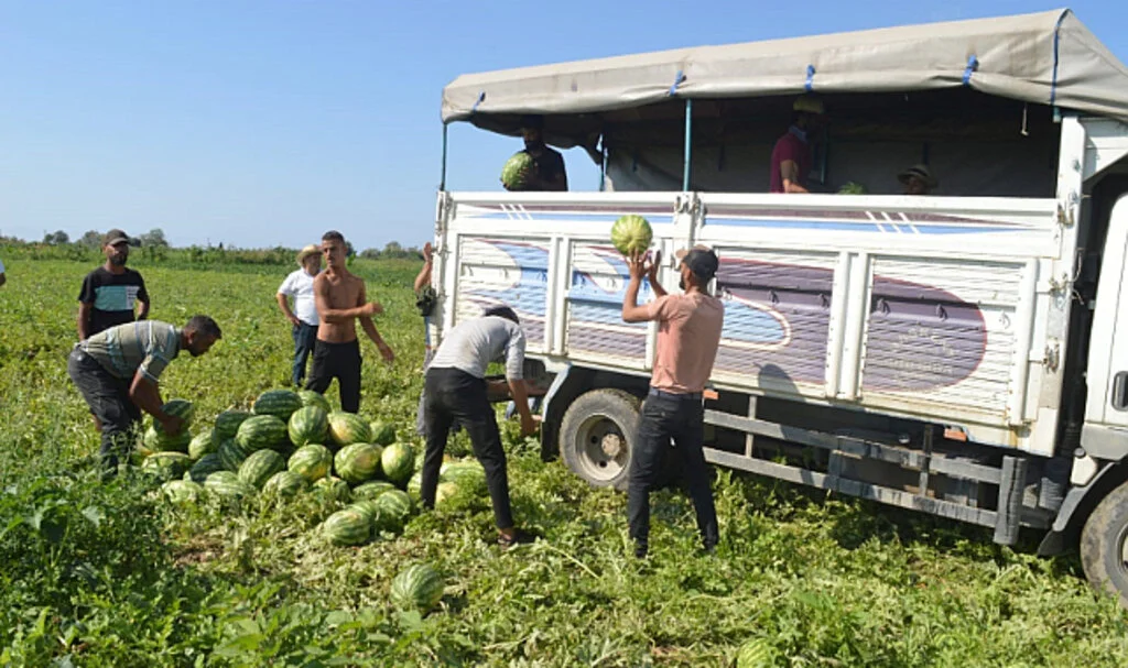 Bafra Karpuzu Sezonu Kapatıyor