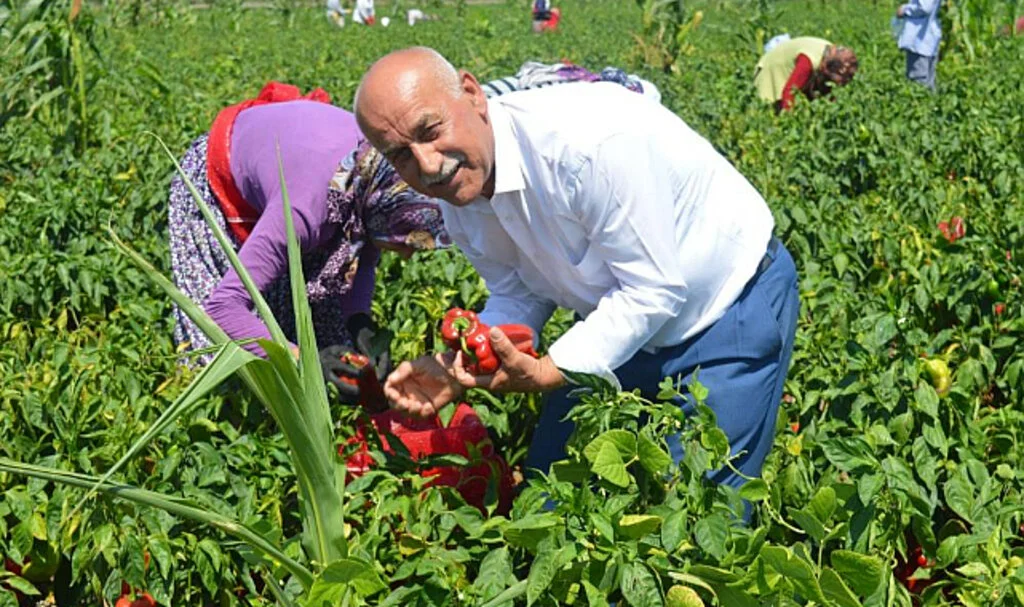 Bafra Ovası'nda Kapya Biber Hasadı Başladı