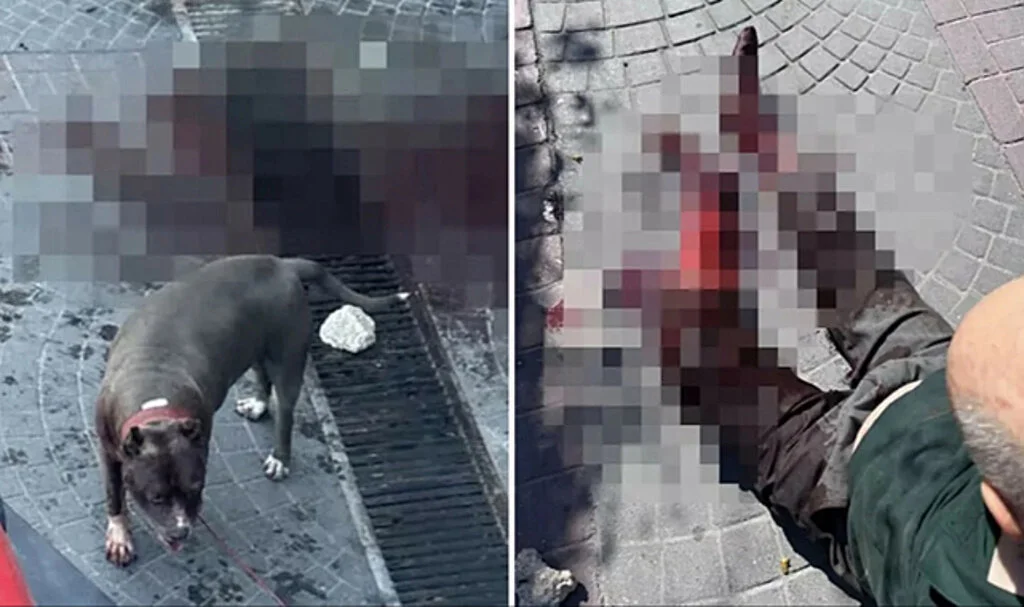 Başıboş Bırakılan Pitbull Köpeği Vatandaşlara Saldırdı, Yaşlı Adam Kanlar İçerisinde Kaldı