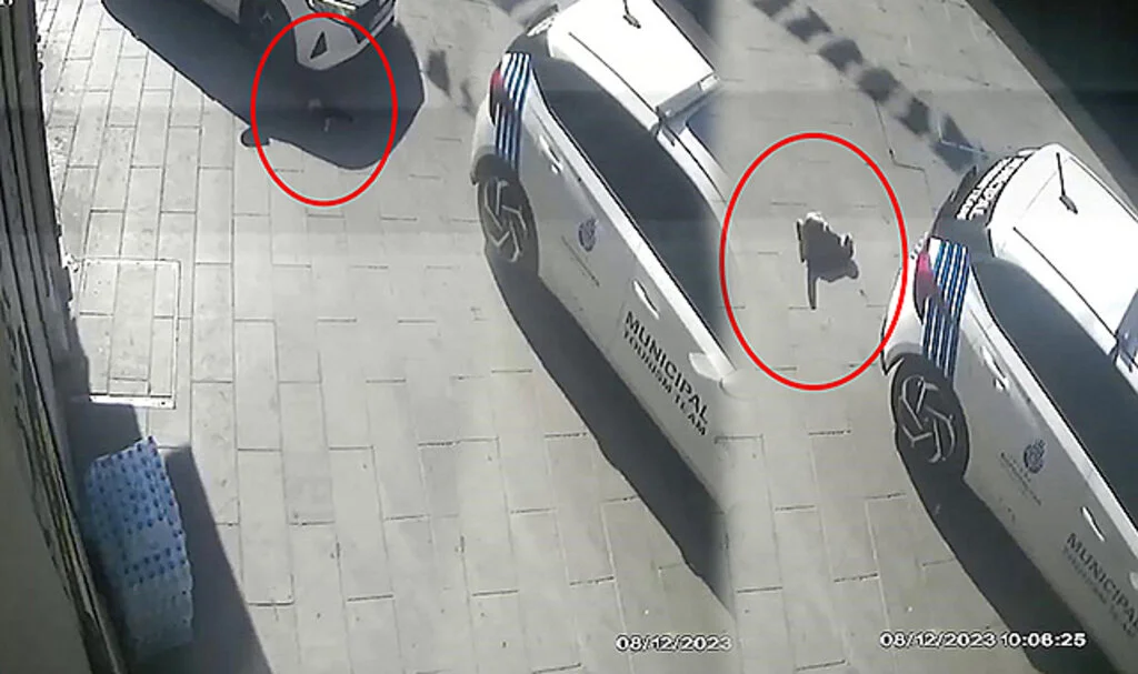 Beyoğlu'nda Feci Olay Kamerada: İBB Aracı Kediyi Ezip Kaçtı