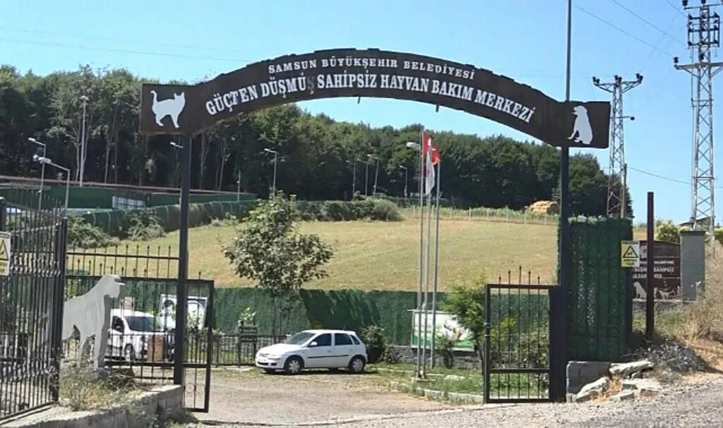 Bu Merkezde 20 Bin Sokak Hayvanı Kısırlaştırıldı