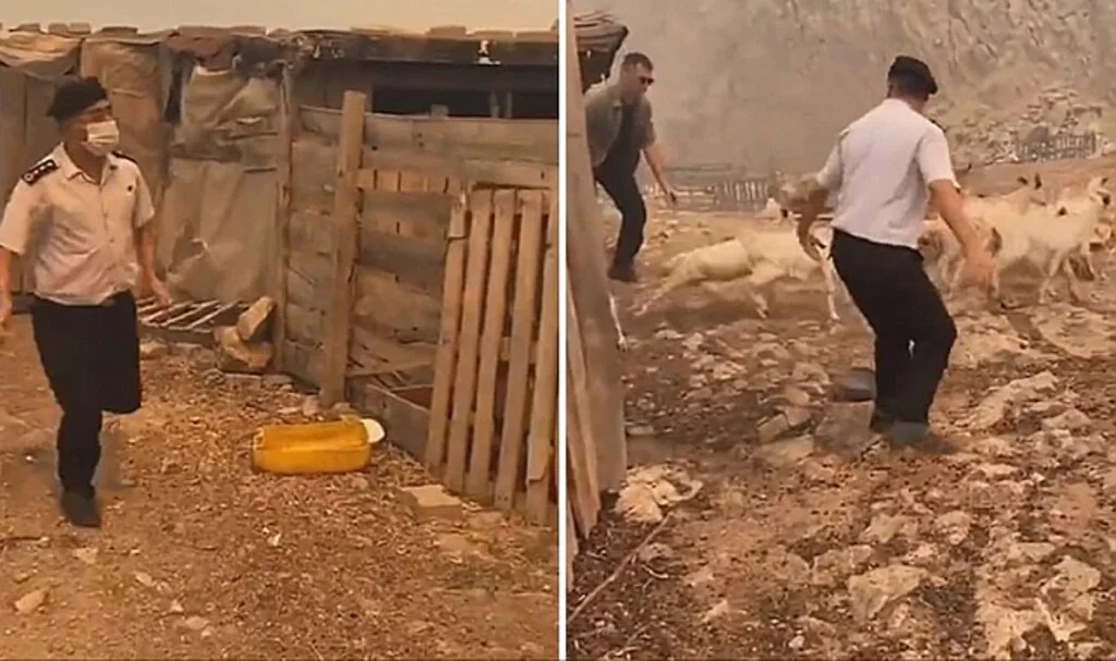 Çanakkale'de Ahıldaki Hayvanları Yangından Kurtaran Albay Herkesi Duygulandırdı