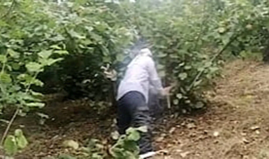 Fındık Fiyatına Kızdı, Toplamadan Ağaçları Kesti