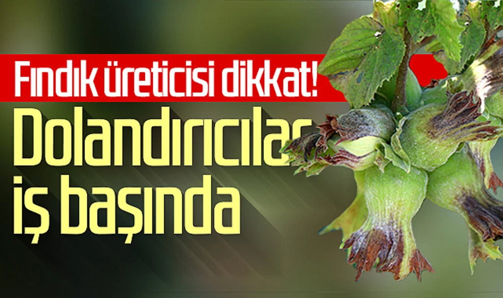 Fındık üreticisi dikkat! Dolandırıcılar iş başında
