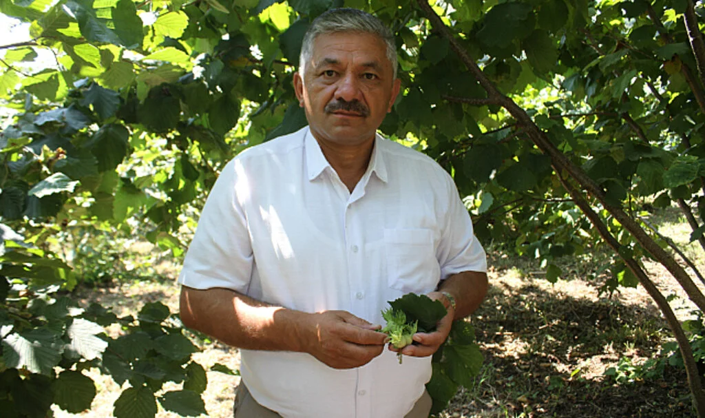 Fındık Üreticisine 'Erken Hasat' Uyarısı