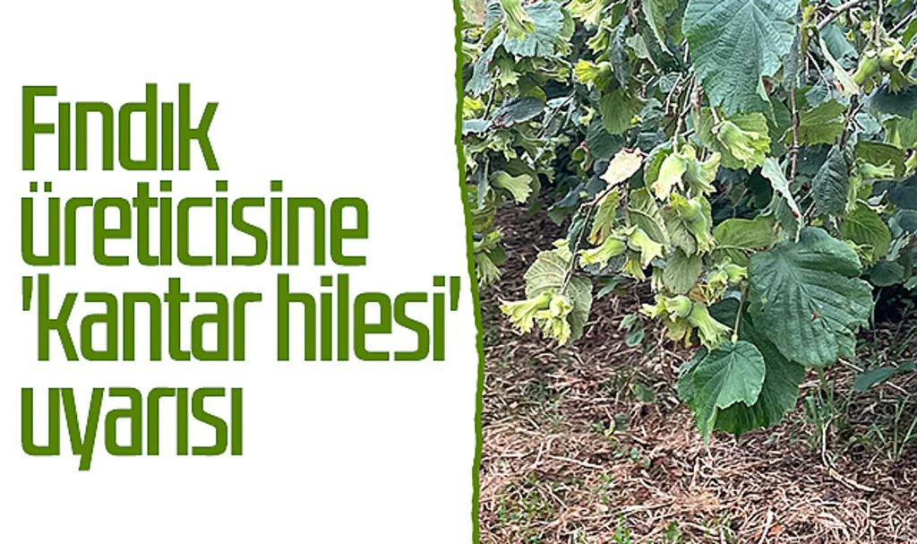 Fındık üreticisine 'kantar hilesi' uyarısı