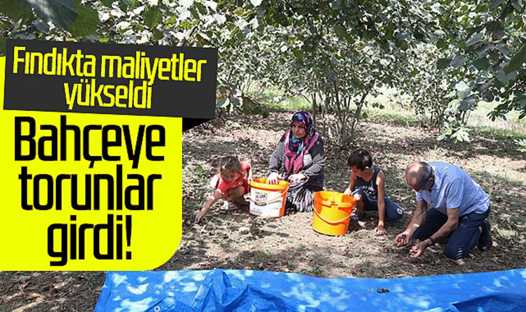 Fındıkta maliyetler yükseldi! Terme'de bahçeye torunlar girdi...