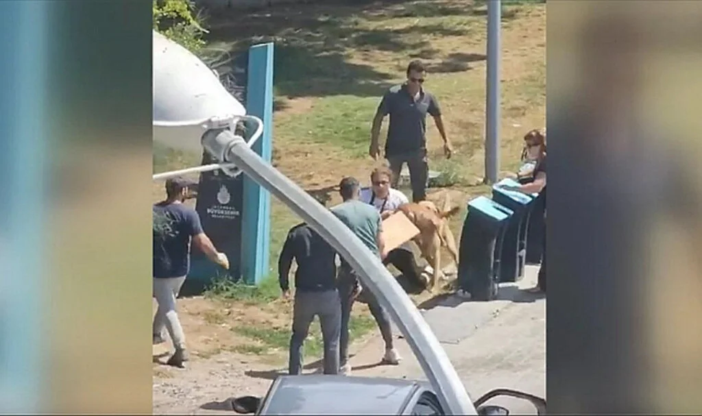 Kadıköy'de Tasmasız Gezdirilen Köpeğin Saldırısına Uğrayan Kadın Yaralandı