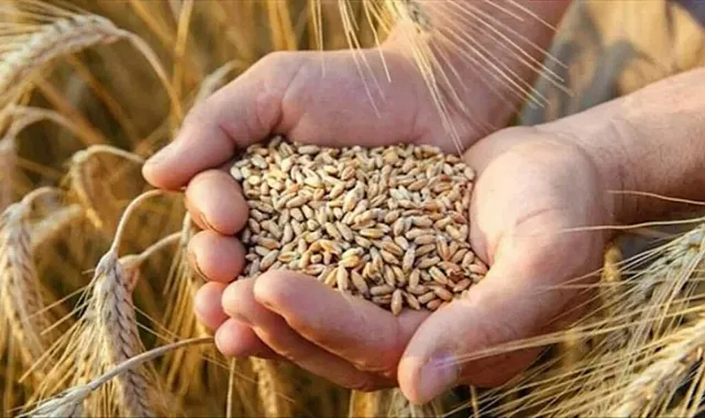 Karadeniz’deki Gerilim Buğday Fiyatlarını Yükseltti