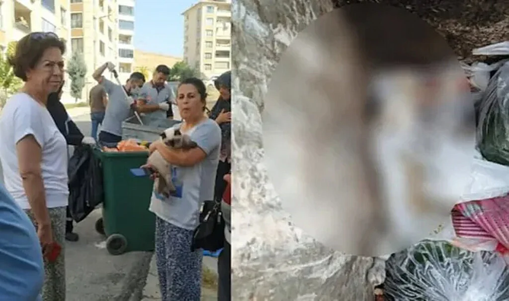 Kedileri Döverek Öldürüp Çöpe Attılar