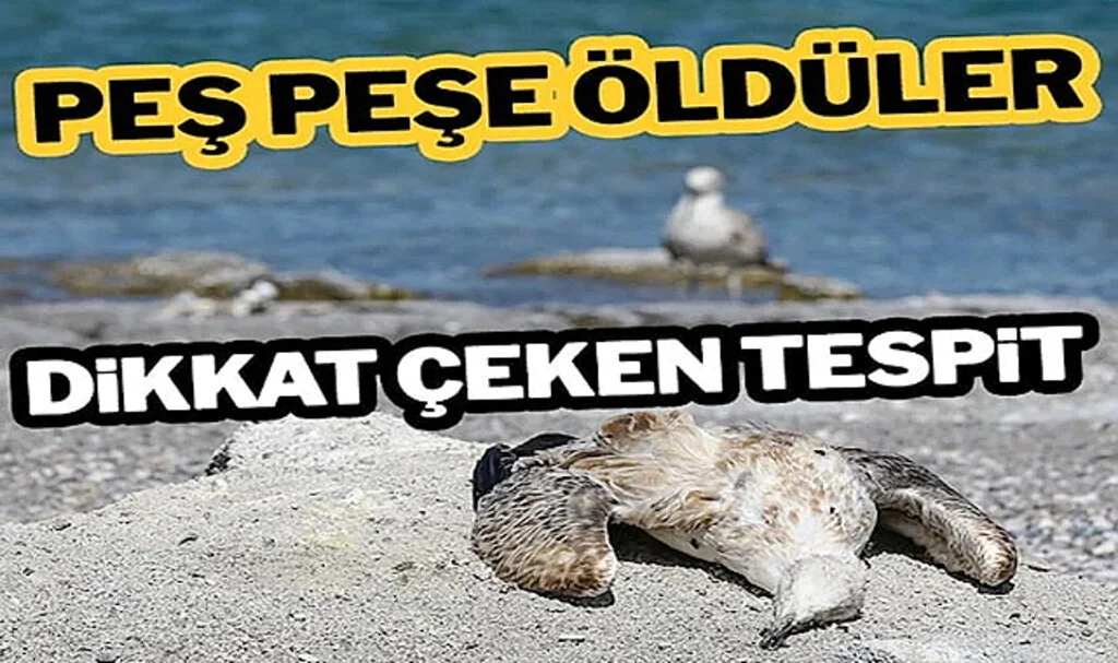 Martı Ölümleri Artıyor! Dikkat Çeken Tespit