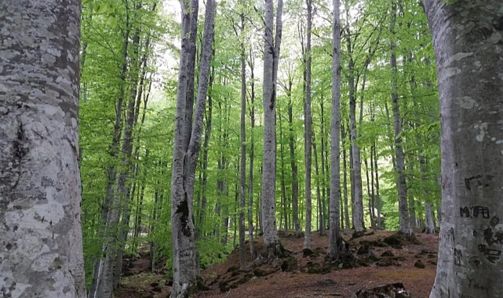 Samsun’da 33,5 Milyon Tıbbi ve Aromatik Sebze Fidesi Üretildi