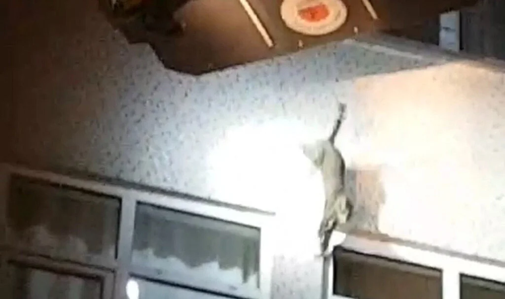 Samsun'da kurtarılmak istenirken 4.kattan atlayan kedi yürekleri ağzına getirdi