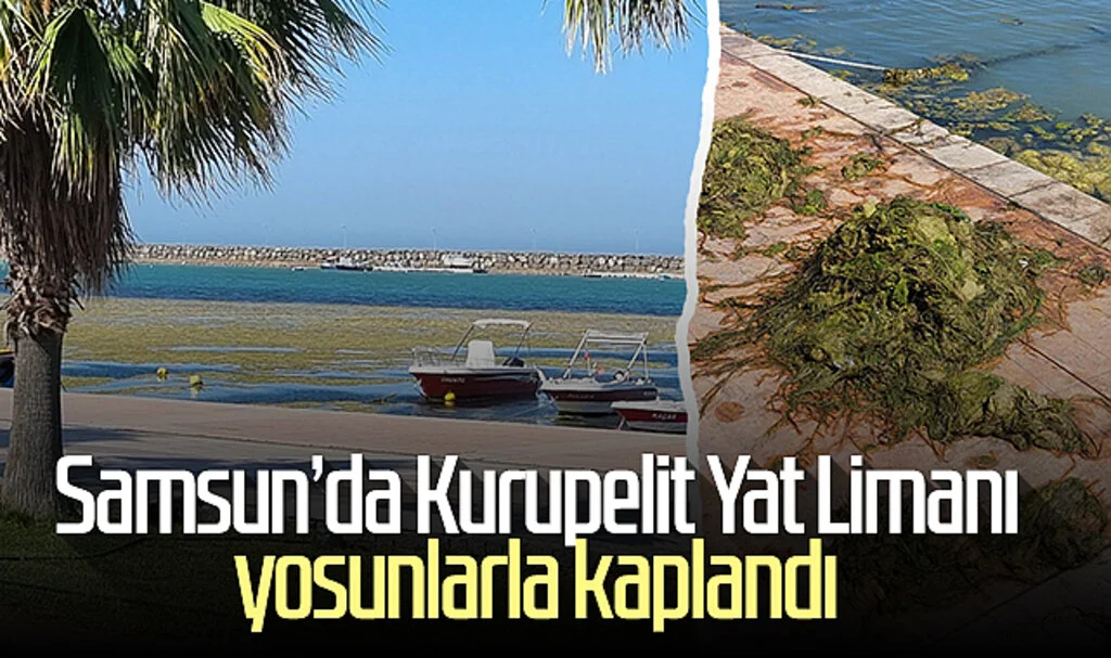 Samsun'da Kurupelit Yat Limanı yosunlarla kaplandı