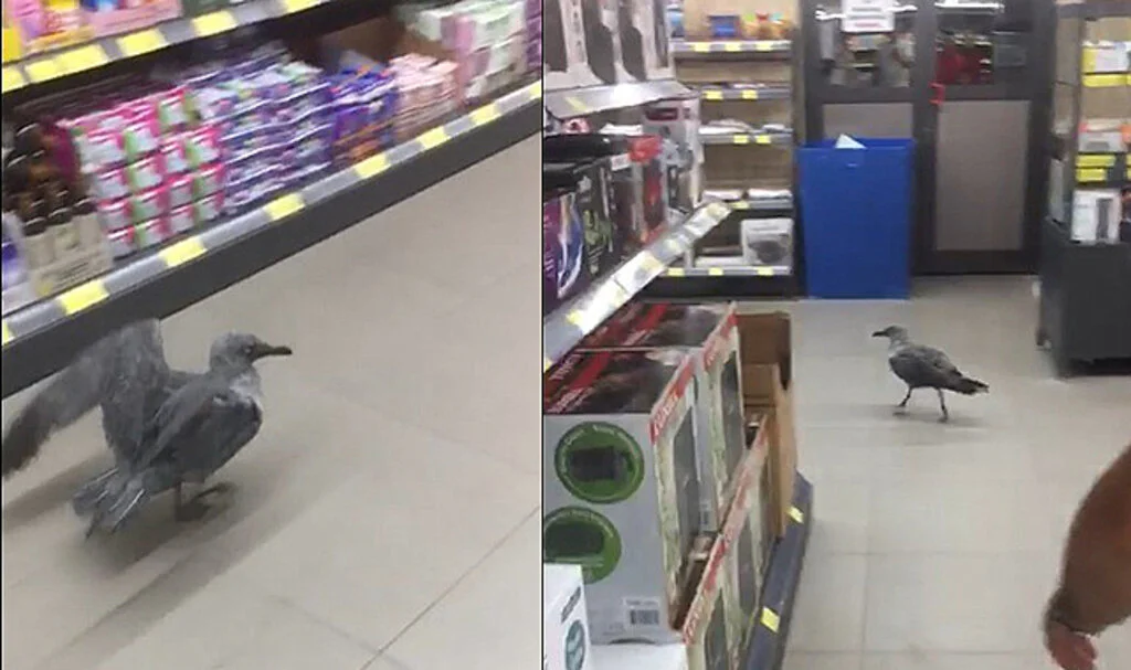 Samsun'da Markette Davetsiz Misafir