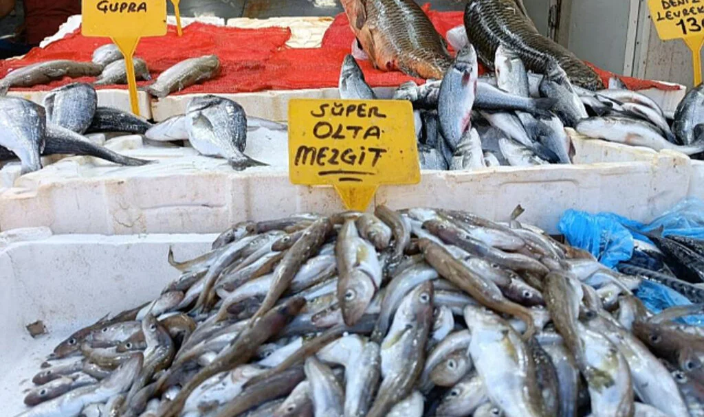 Samsun’da Olta Mezgitleri Tezgahlardaki Yerini Aldı