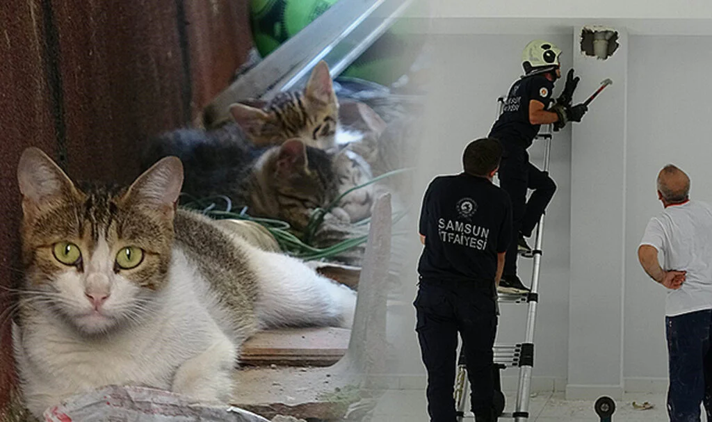 Samsun'da tahliye borusuna sıkışan kedi için ekipler seferber oldu