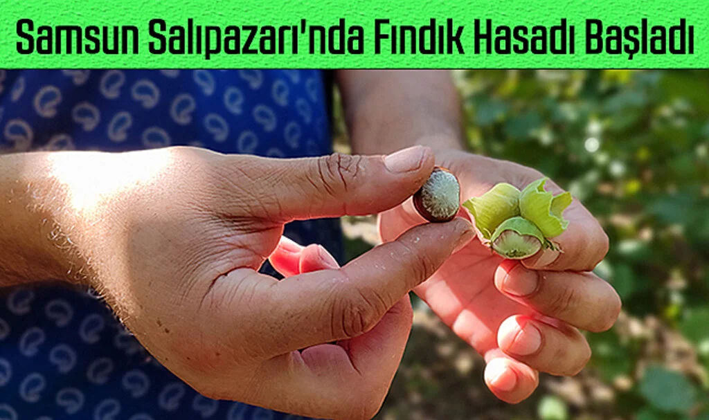 Samsun Salıpazarı'nda Fındık Hasadı Başladı