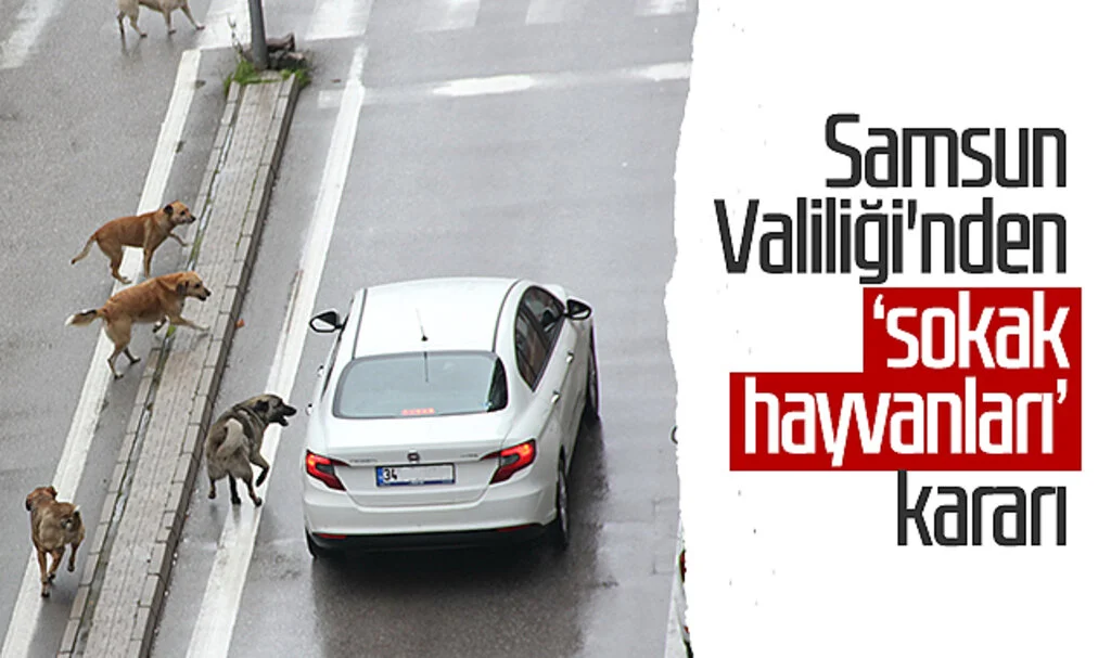 Samsun Valiliği'nden ‘sokak hayvanları’ kararı
