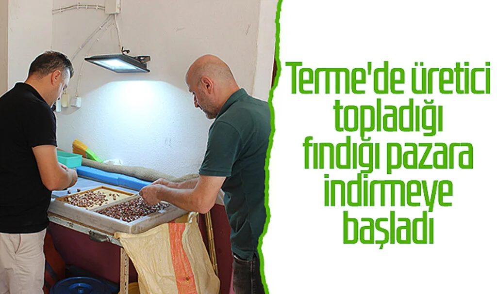 Terme'de üretici topladığı fındığı pazara indirmeye başladı