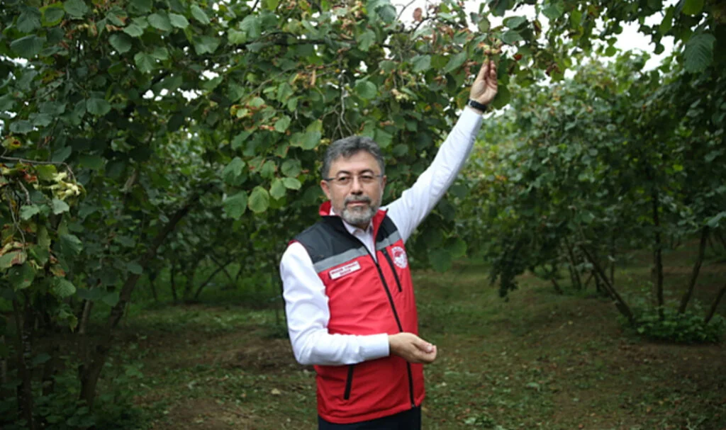 TMO'nun Fındık Alımı 28 Ağustos'ta Başlıyor