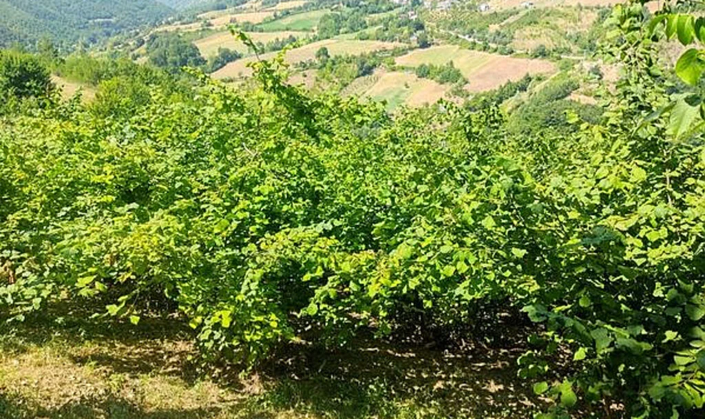 Yakakent Fındık Bahçeleri Teknik Uygulamalarla İyileşiyor