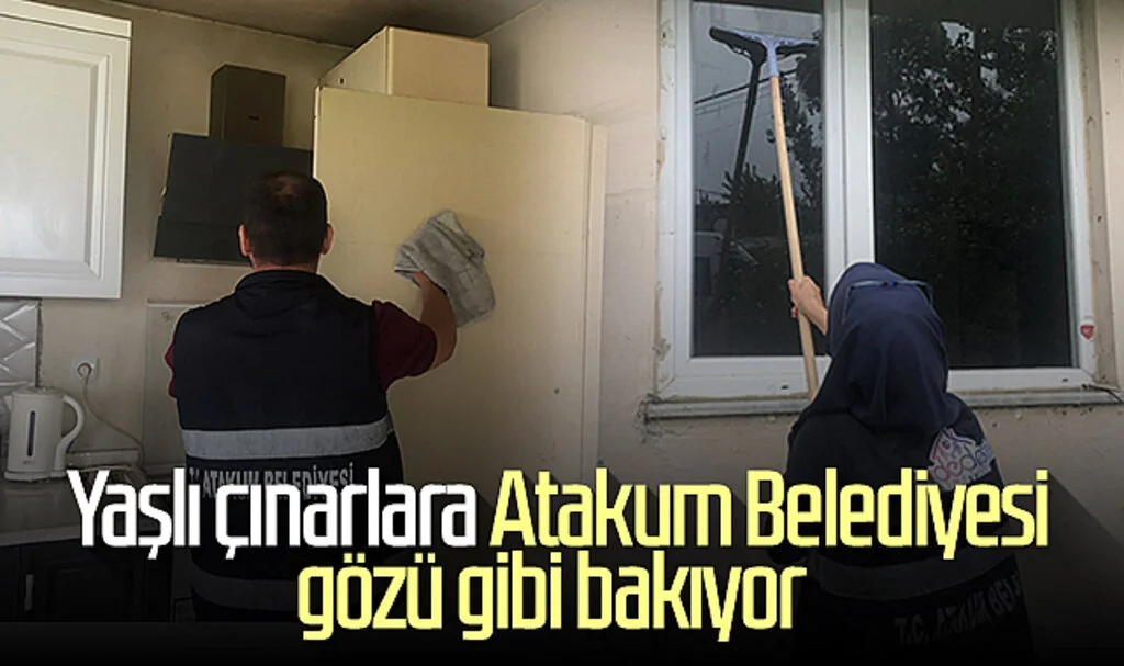 Yaşlı çınarlara Atakum Belediyesi gözü gibi bakıyor 