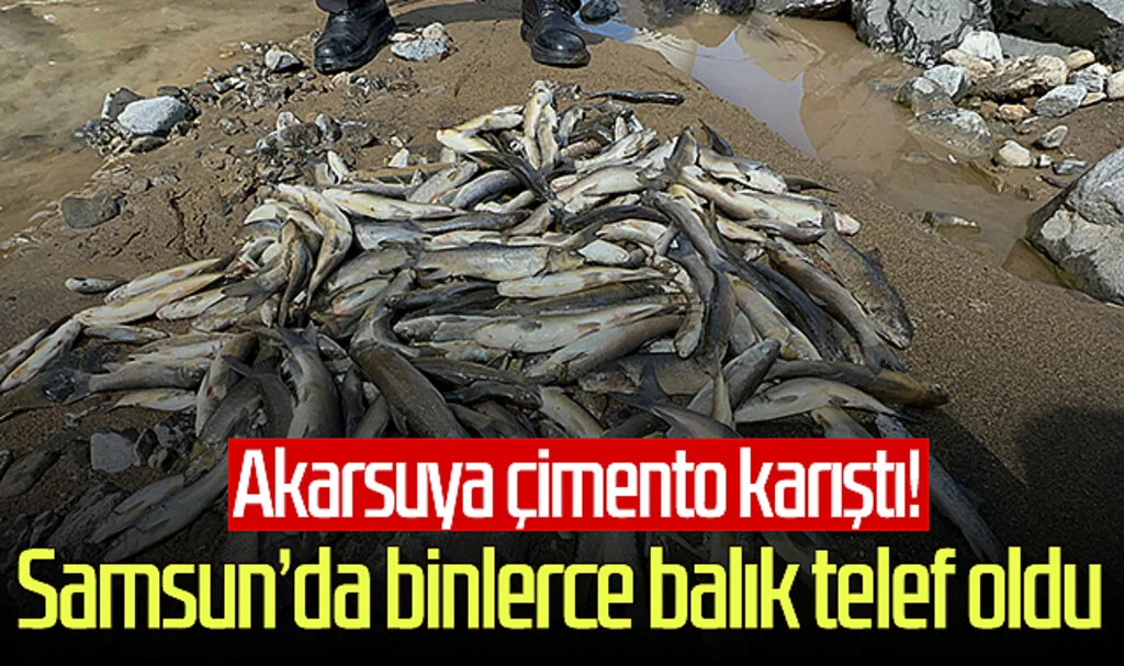 Akarsuya çimento karıştı! Samsun'da binlerce balık telef oldu
