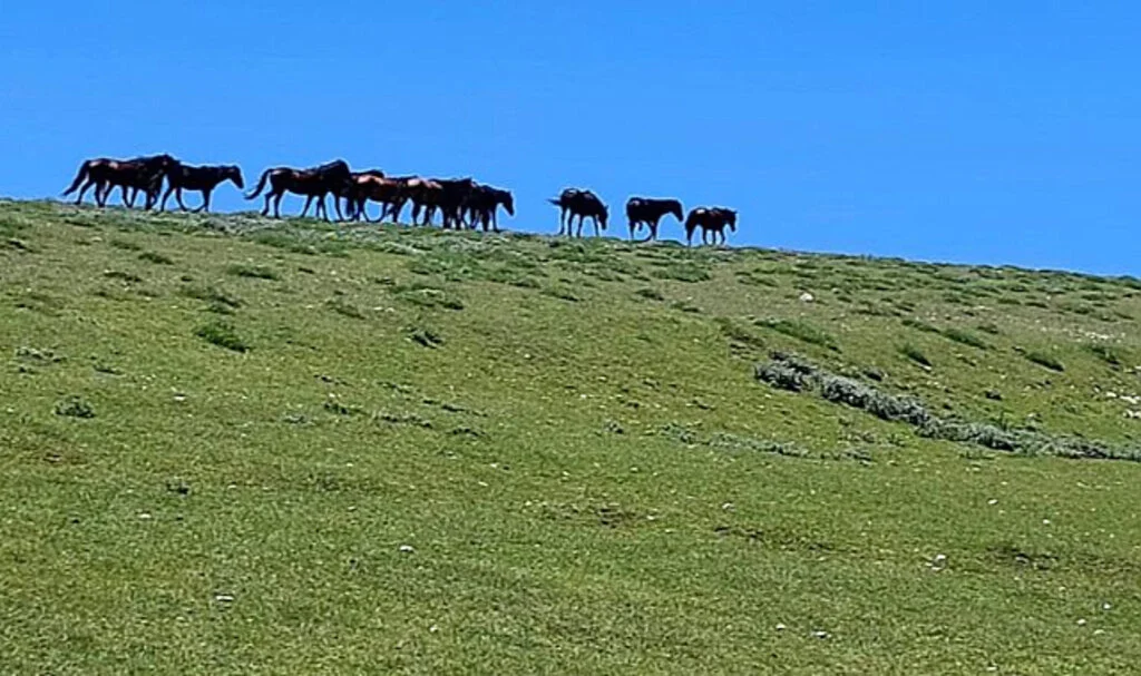 Akdağ’ın Özel ve Güzel Sakinleri: Yılkılar
