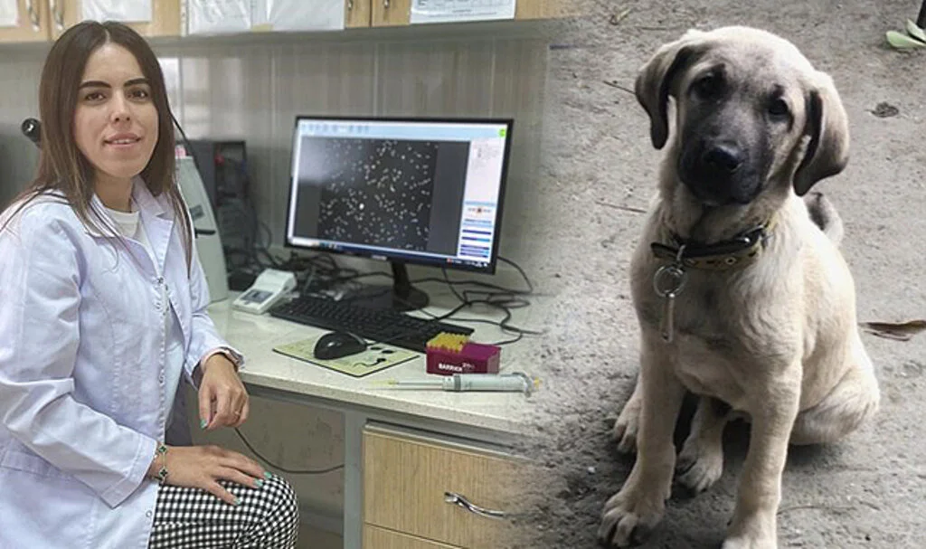 Araştırma görevlisinin Kangal köpekleri projesine 740 bin TL’lik destek