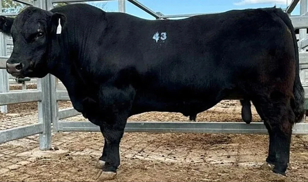 Bu Bir Dünya Rekoru! 956 Kilogramlık Boğa 4 Milyon TL'ye Satıldı