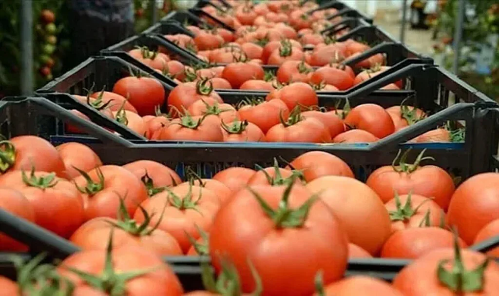 Domates ve Meyve Fiyatlarında 8 Yılın Rekoru