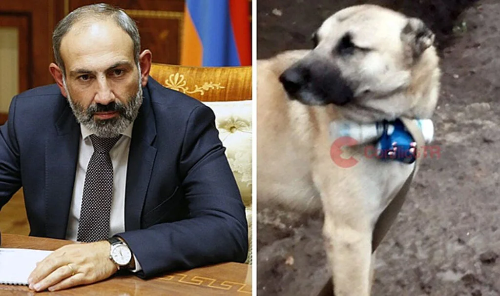 Ermeni Askerler, Üzerine Bomba Bağladıkları Köpeği Azerbaycan Askerlerinin Mevzisine Gönderdi
