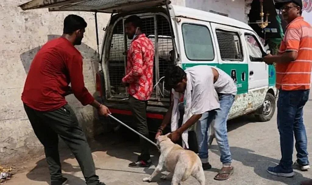 Hindistan’da G20 Seferberliği: Gecekondular Yıkıldı, Köpekler Toplandı