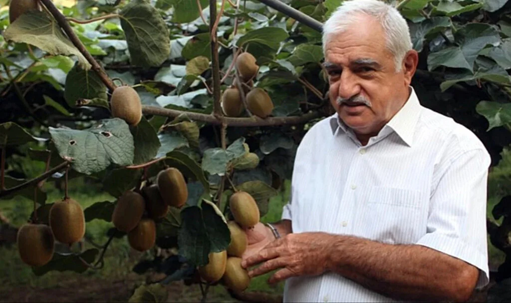 Kivide Rekolte Yarı Yarıya Düştü, Bu Yıl Fiyatı Pahalı Olacak
