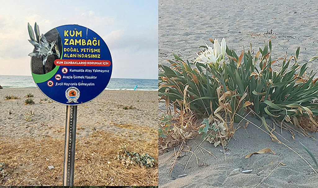 Kum Zambakları Samsun Sahillerinin Süsü Oldu
