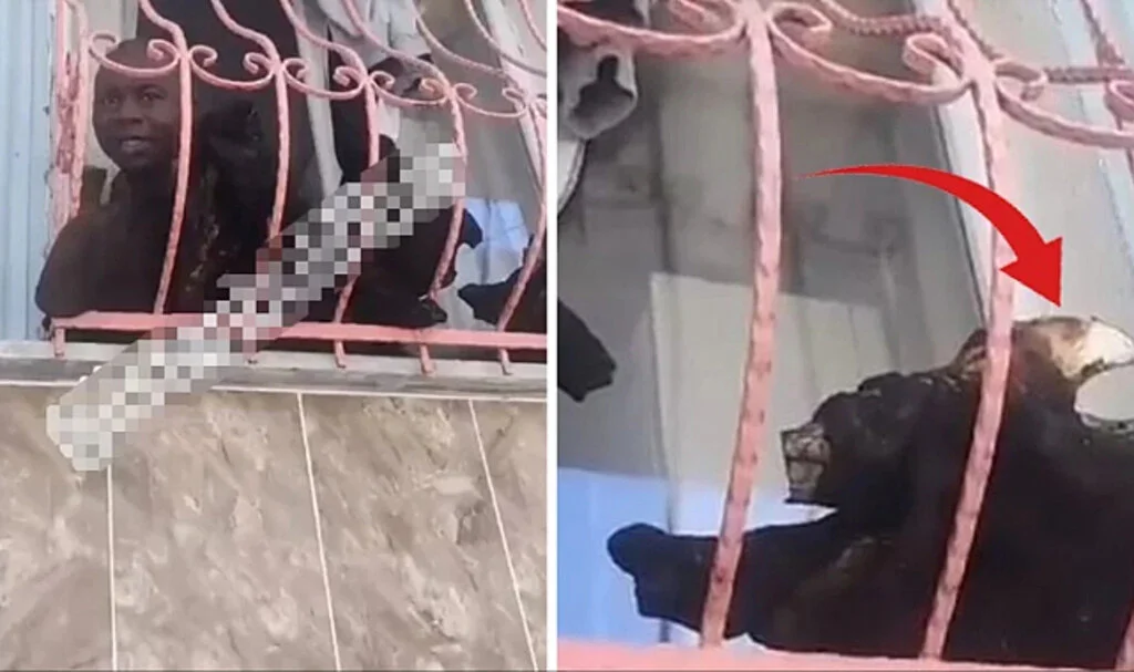 Mahalledeki Kötü Kokunun İzini Süren Kadın, Bu Manzara ile Karşılaştı