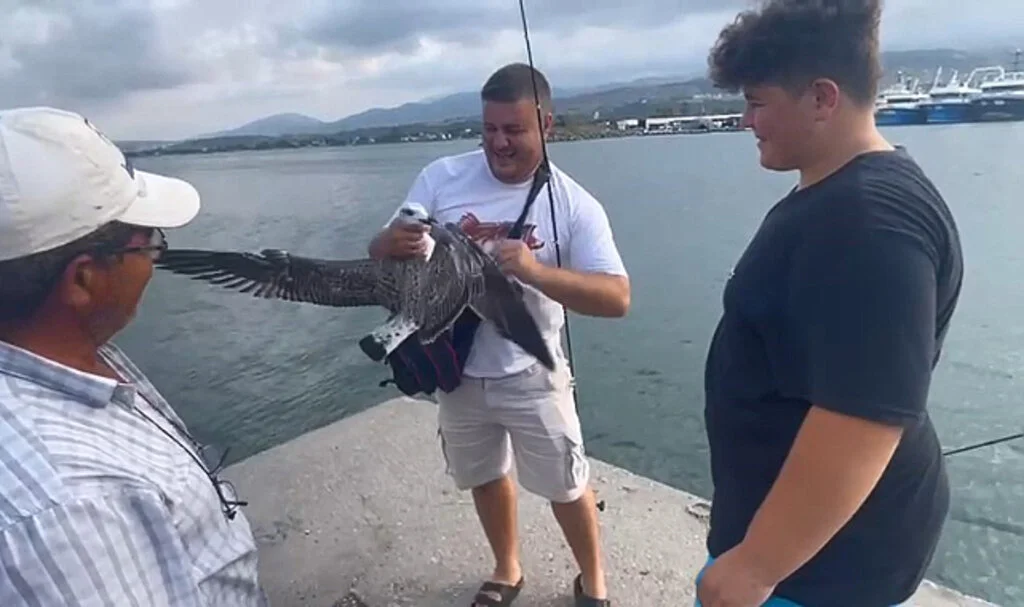 Samsun'da Balıkçıların Oltasına Bu Kez Balık Değil Martı Takıldı