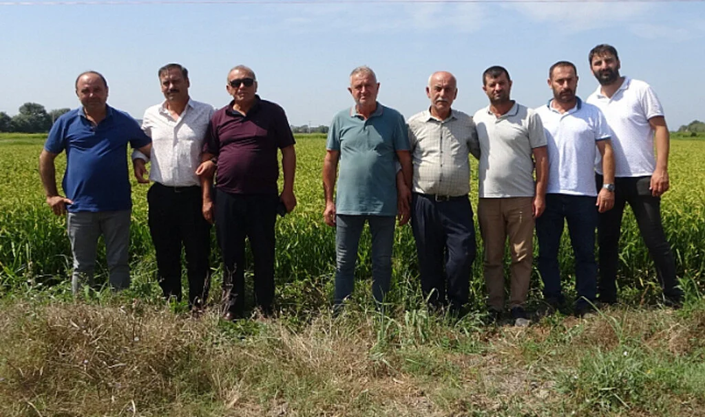 Samsun'da çeltik üreticileri açıklanacak fiyatları bekliyor