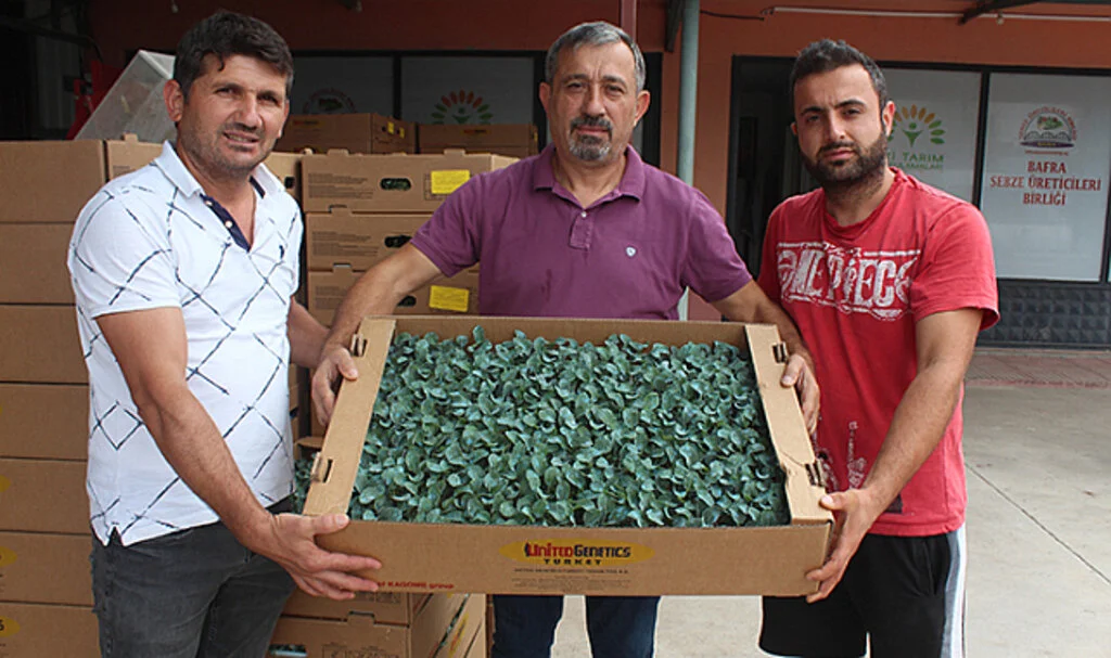 Samsun'da Çiftçilere 220 Bin Renkli Karnabahar Fidesi Dağıtıldı