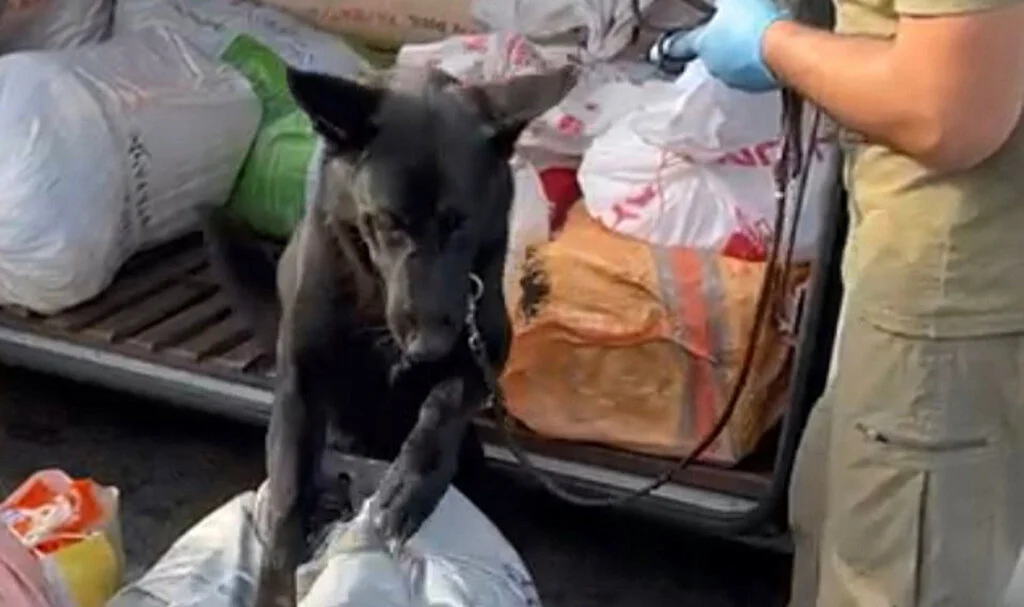 Samsun’da durdurulan yolcu otobüsünde 7,5 kilogram uyuşturucu ele geçirildi