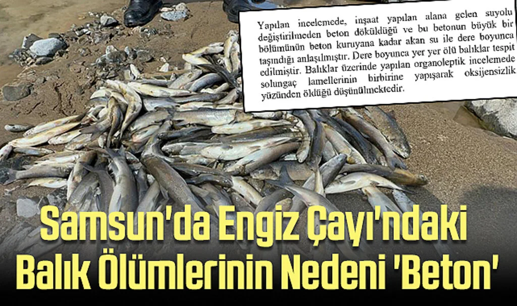 Samsun'da Engiz Çayı'ndaki Balık Ölümlerinin Nedeni 'Beton'