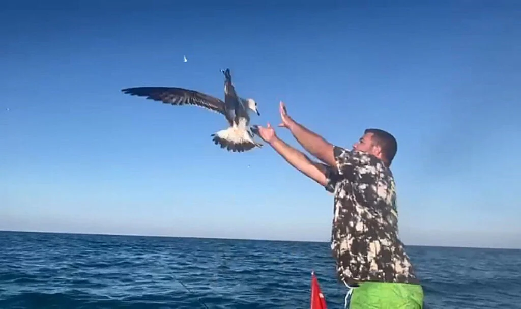 Samsun'da Oltanın Ucundaki Balığa Saldıran Martı Kancaya Takıldı