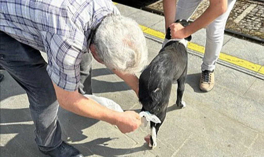 Samsun'da tramvayın çarptığı köpeğin ayağı koptu