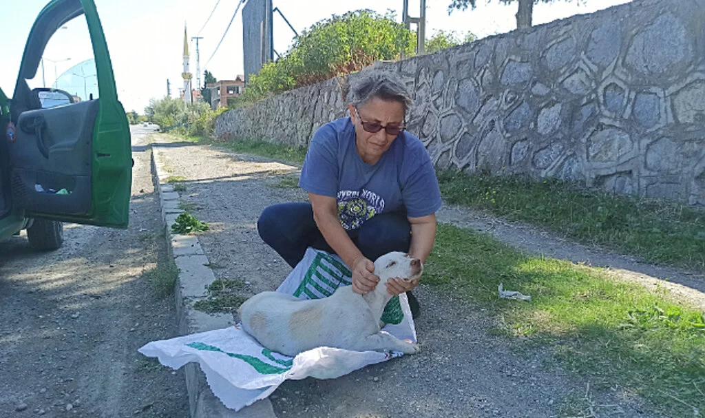 Samsun'da yolda bulduğu köpeği tedavi ettirip koruma altına aldı