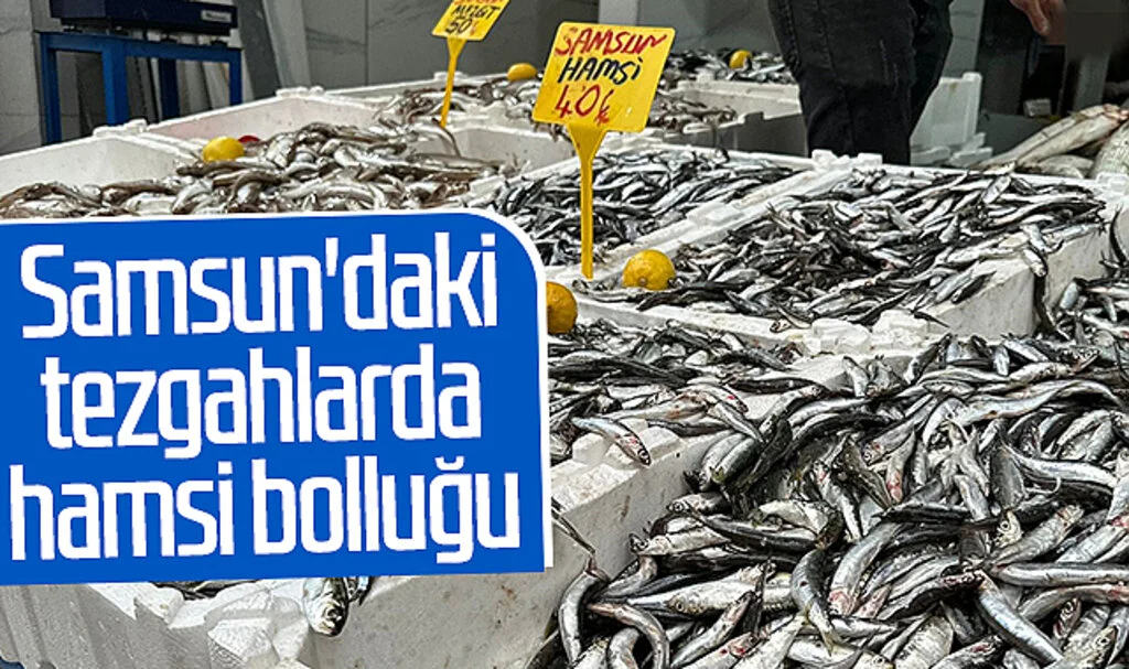 Samsun'daki tezgahlarda hamsi bolluğu! Kilosu 40 lira...